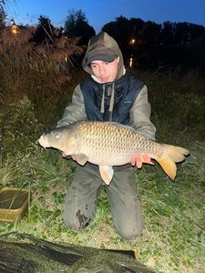 Common Carp