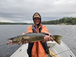 Walleye