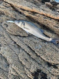 European Bass (Seabass)