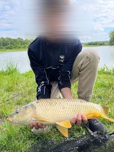 Common Carp