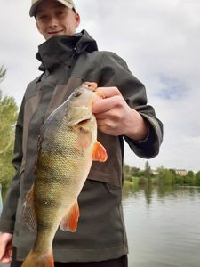 European Perch