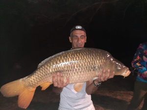 Common Carp