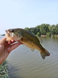Largemouth Bass