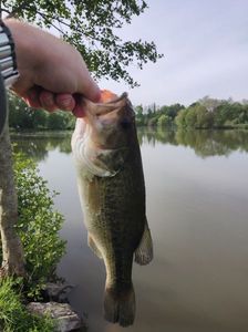 Largemouth Bass