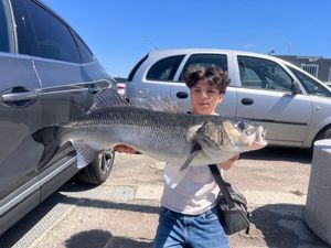 European Bass (Seabass)