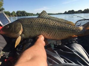 Common Carp