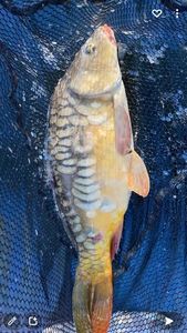 Mirror Carp