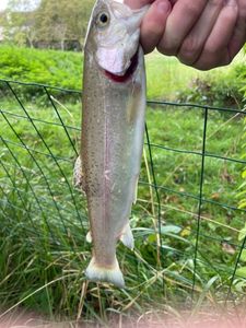 Rainbow Trout