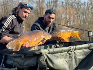 Common Carp