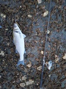 European Bass (Seabass)