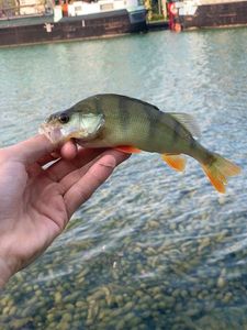 European Perch
