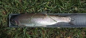 Rainbow Trout