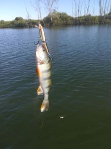 European Perch
