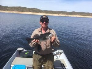 Largemouth Bass
