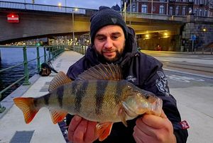 European Perch
