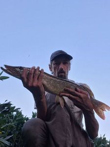 Northern Pike