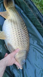 Common Carp