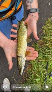 Northern Pike