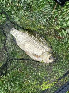 Crucian Carp