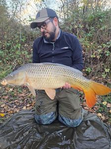 Common Carp