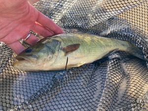 Largemouth Bass