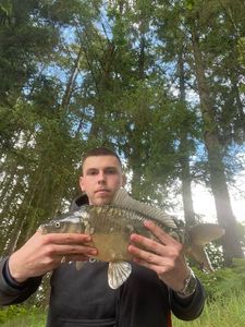 Mirror Carp