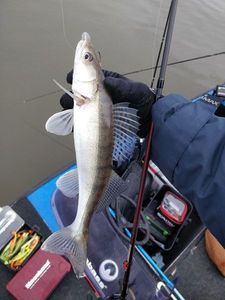 Zander