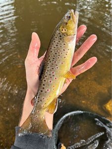 Brown Trout