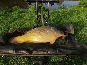 Common Carp