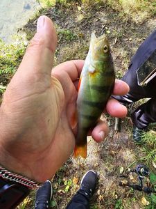 European Perch