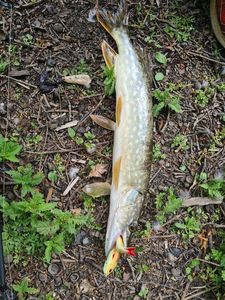 Northern Pike