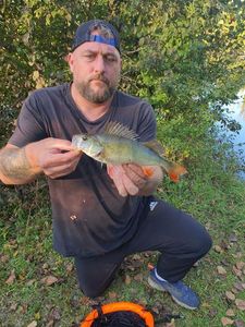 European Perch