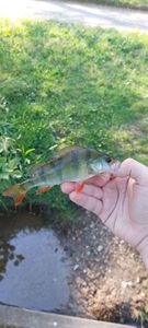 European Perch