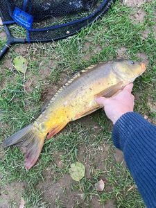 Mirror Carp
