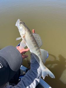 Zander