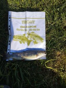 Brown Trout