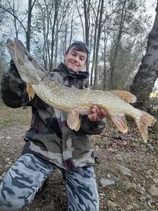 Northern Pike