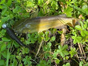 Black Bullhead
