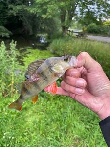 European Perch