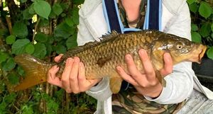Common Carp