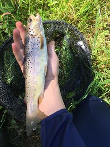 Brown Trout