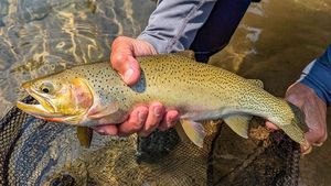 West slope Cutthroat Trout 