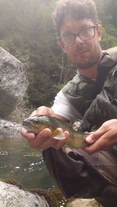 Brown Trout