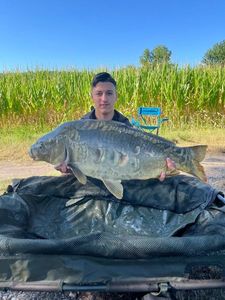 Mirror Carp