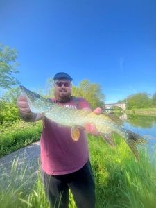 Northern Pike