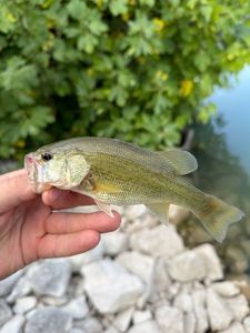 Largemouth Bass