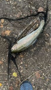 Rainbow Trout