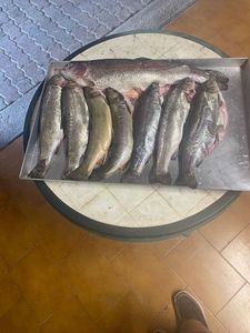 Brown Trout