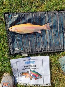 Rainbow Trout