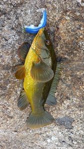 Ballan Wrasse